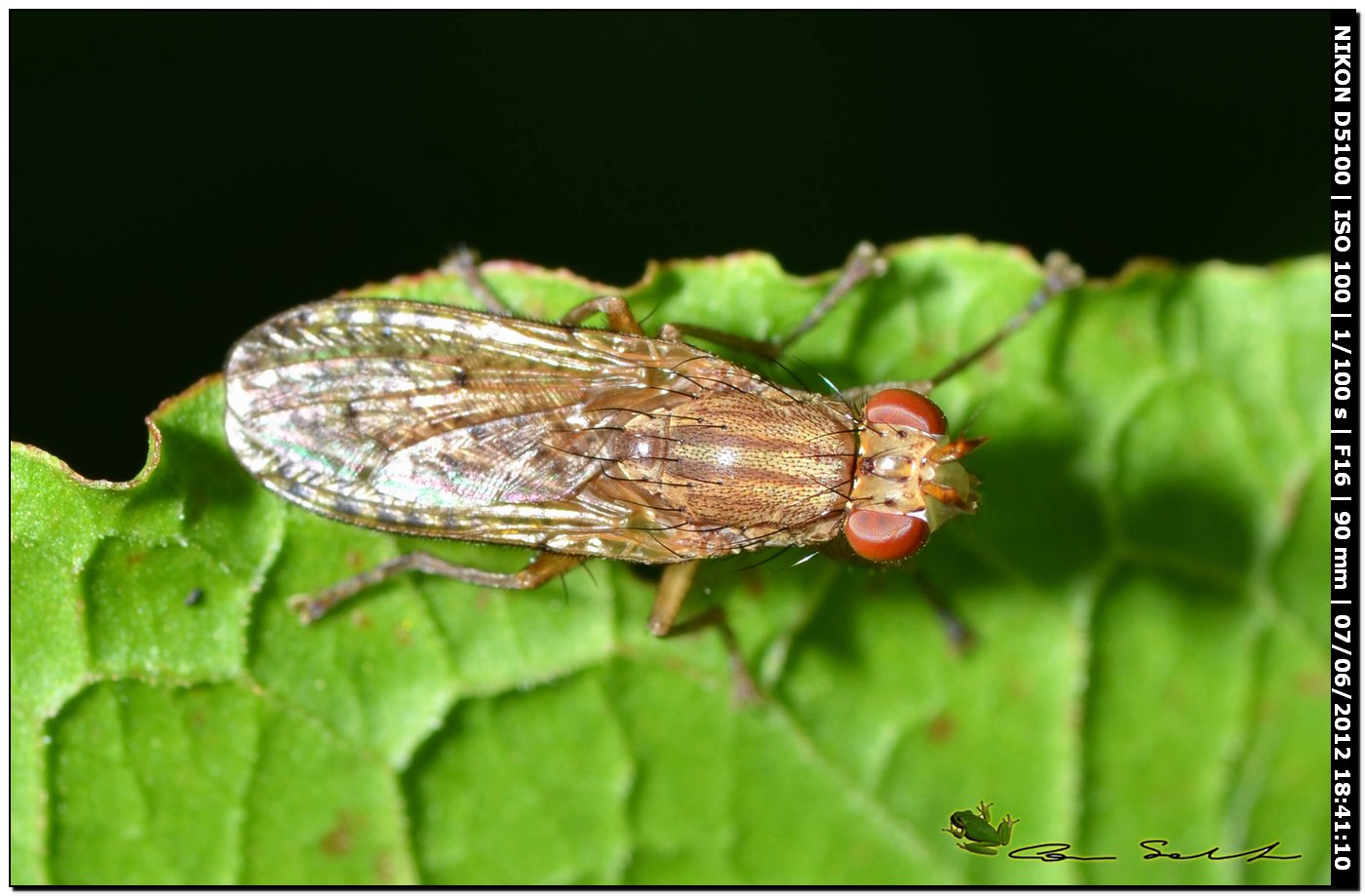Pherbina sp. (Sciomyzidae)