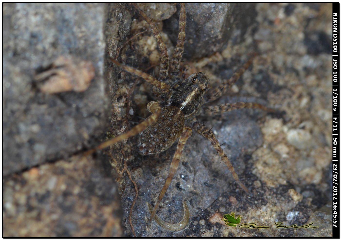 Pardosa sp.