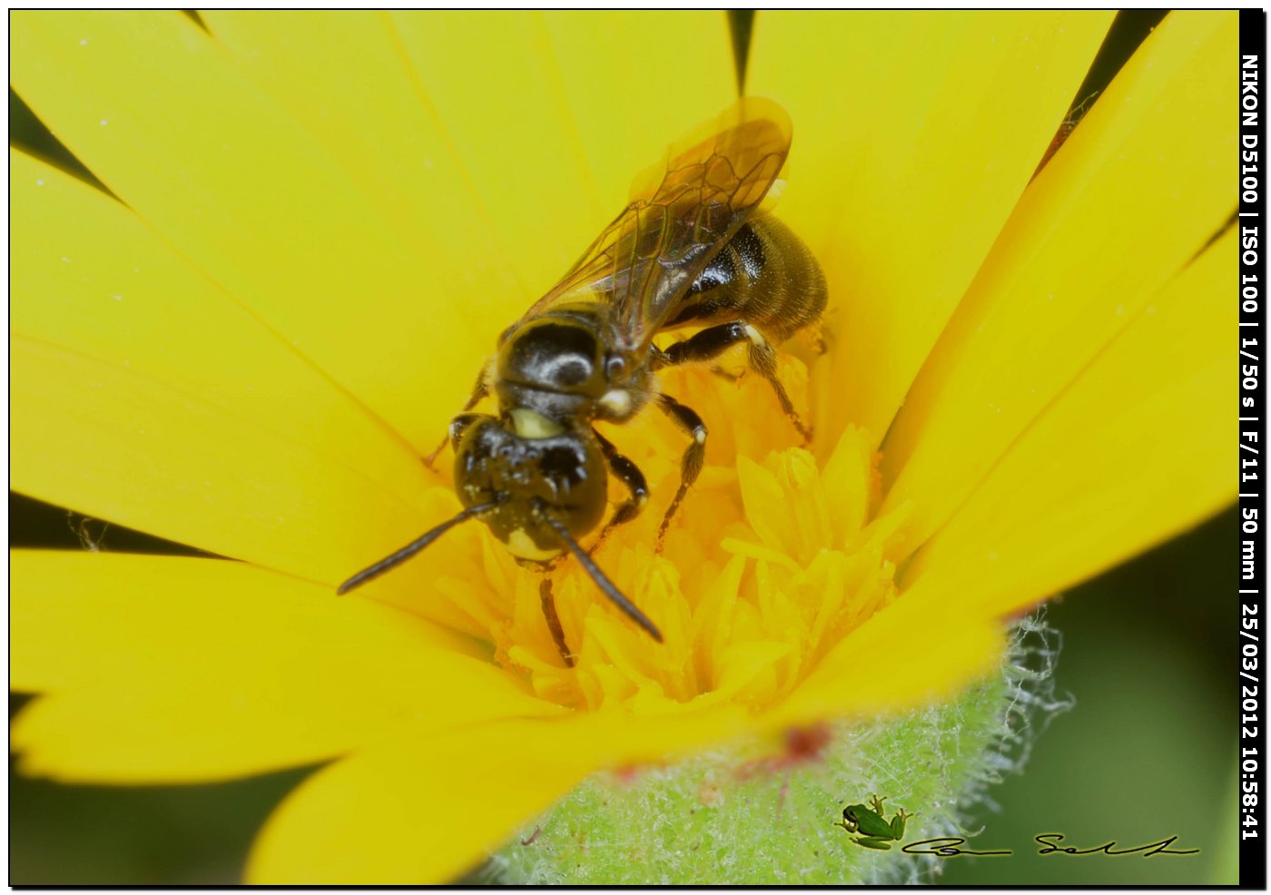 Apina da id.: Ceratina cucurbitina ♂ (Apidae)