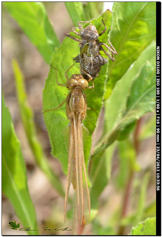 Crocothemis erythraea, metamorfosi