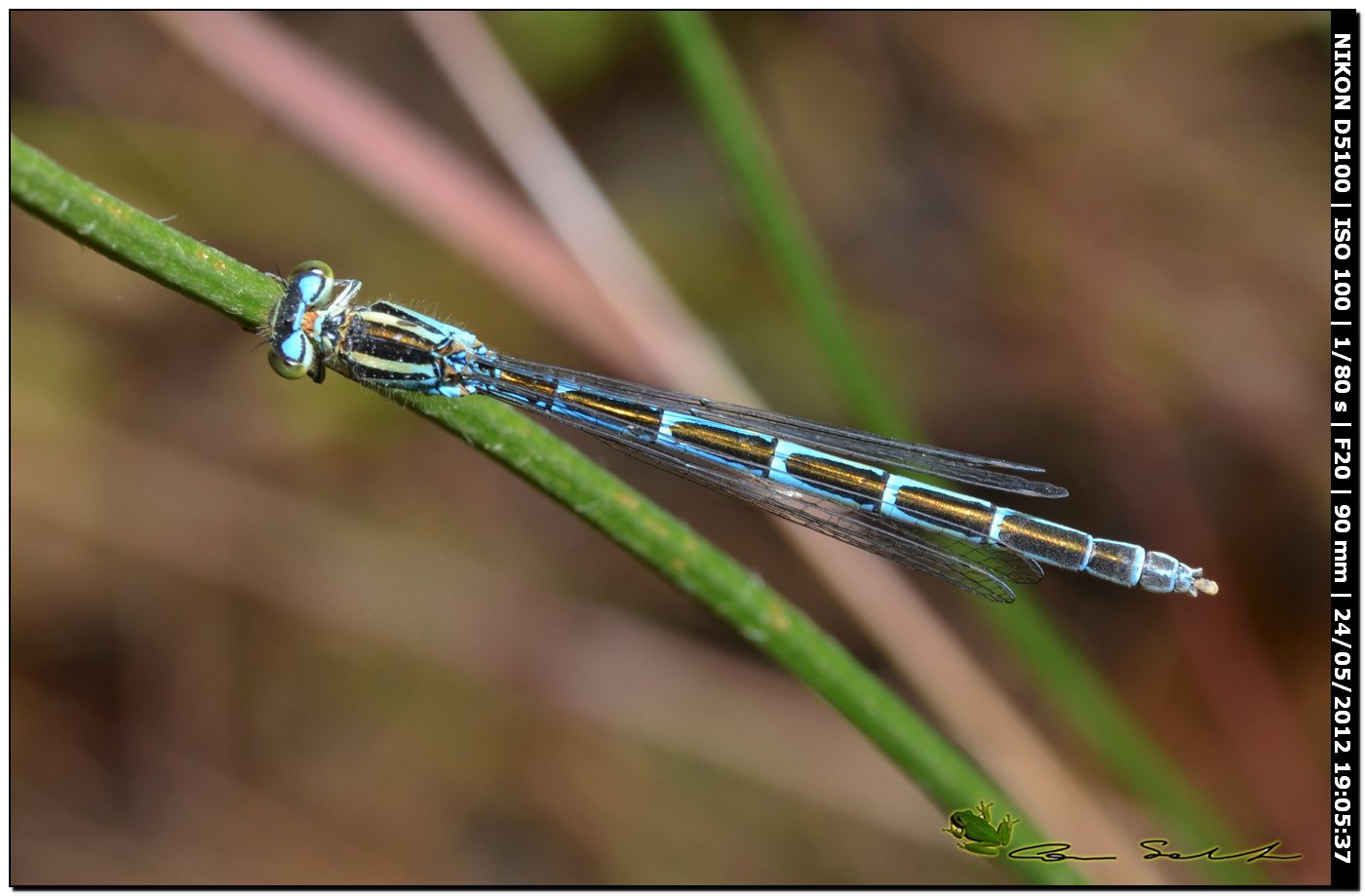 Coenagrion caerulescens