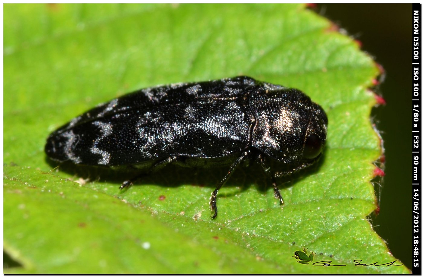 Coraebus rubi, Buprestidae