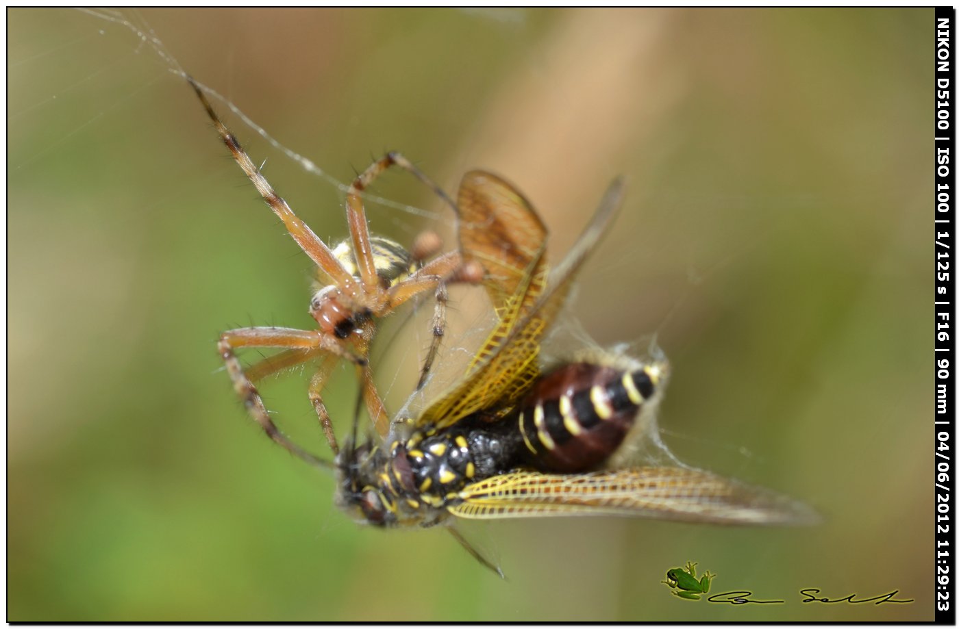 Neoscona adianta
