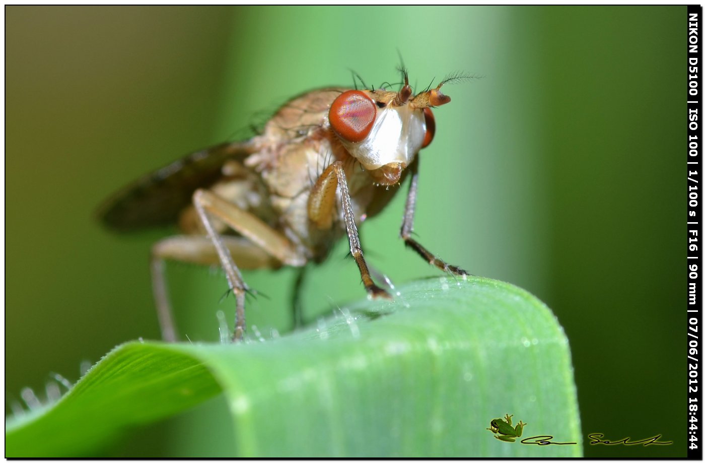 Pherbina sp. (Sciomyzidae)