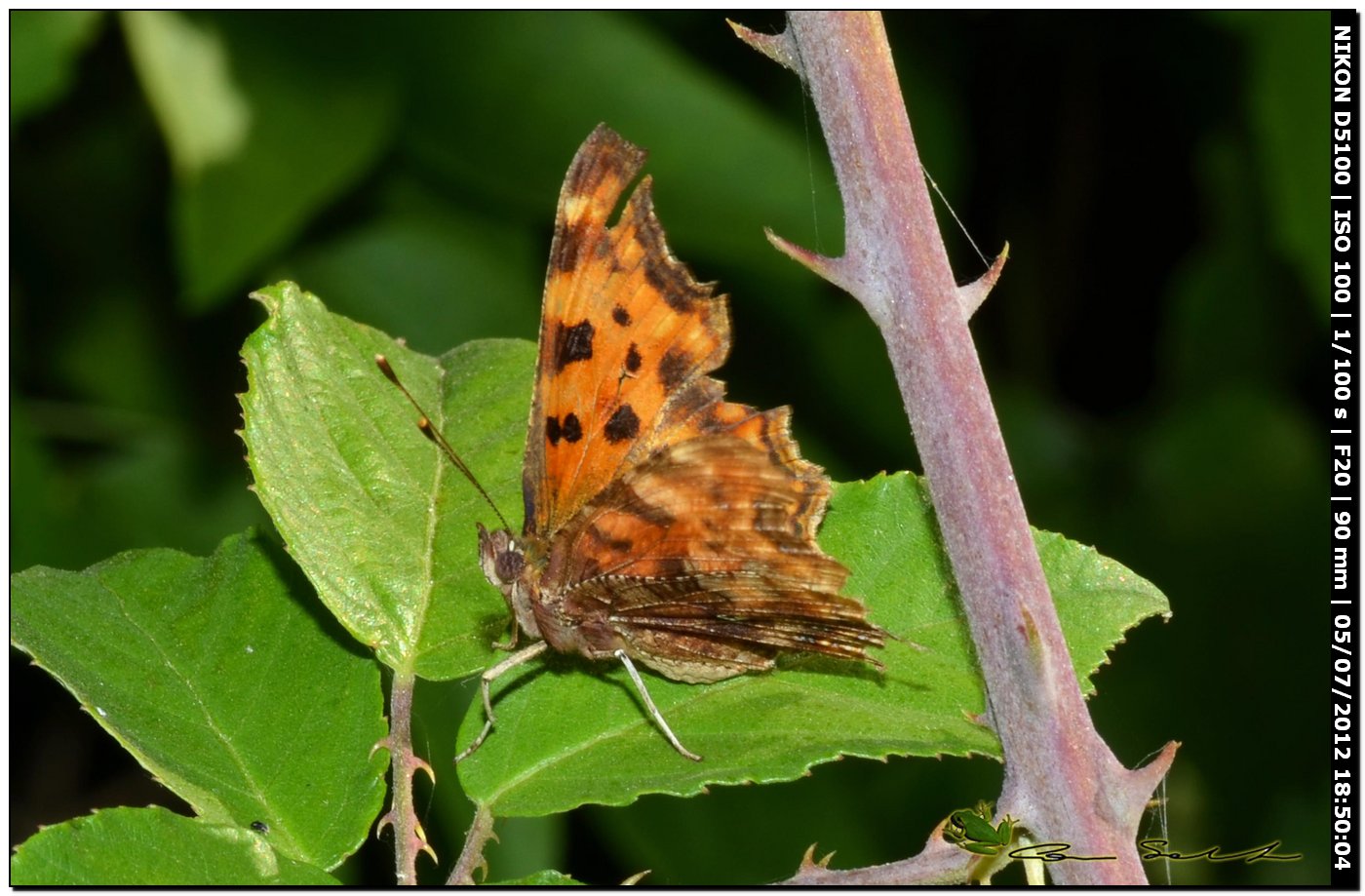 Polygonia c-album