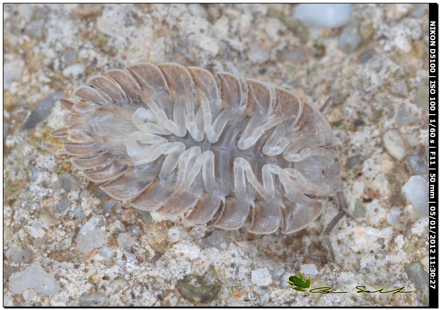 Isopoda Porcellionidae: Porcellio spatulatus