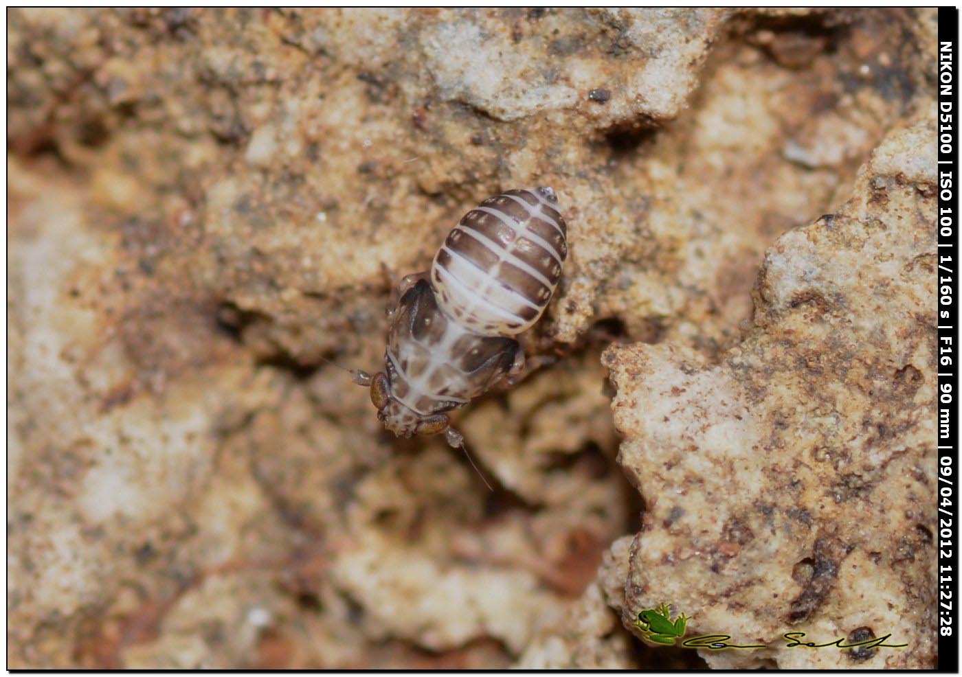 Cos''è? ninfa di emittero auchenorrinco