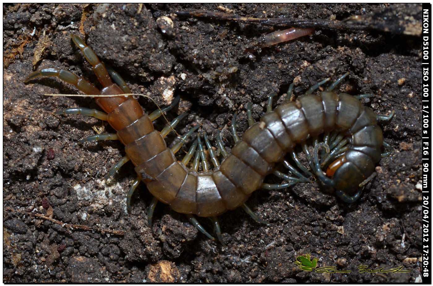 Scolopendra oraniensis
