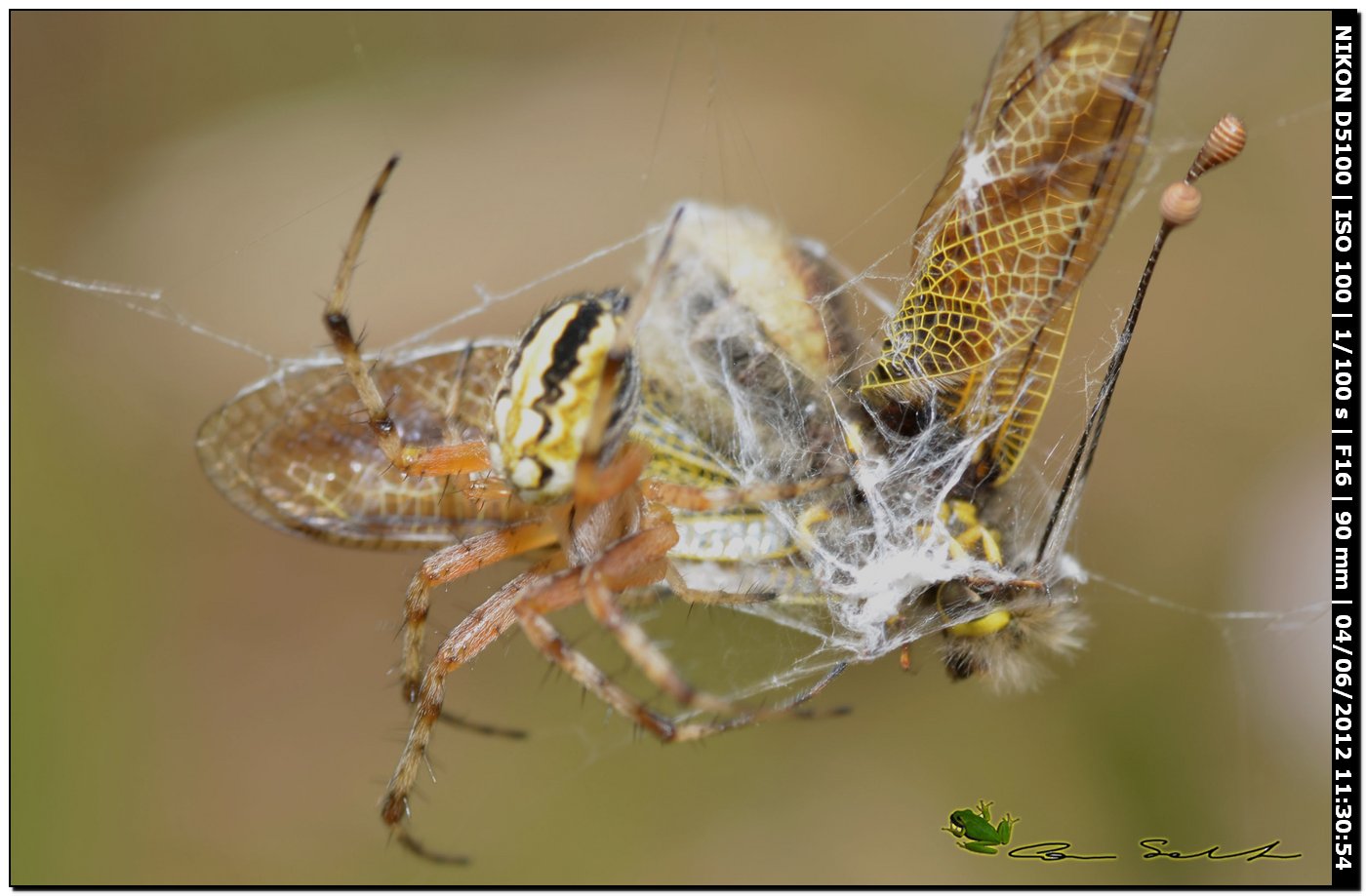 Neoscona adianta