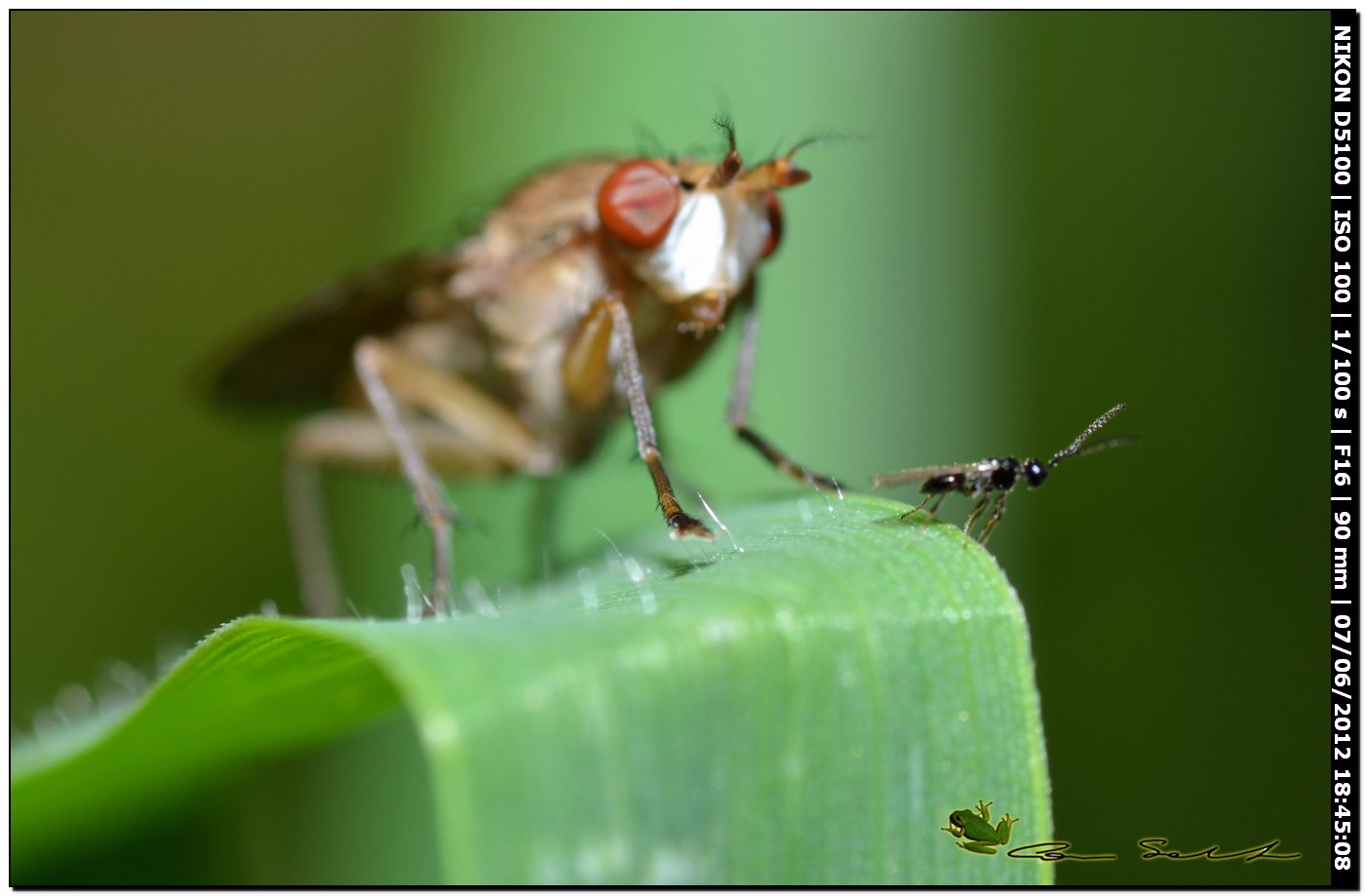 Pherbina sp. (Sciomyzidae)