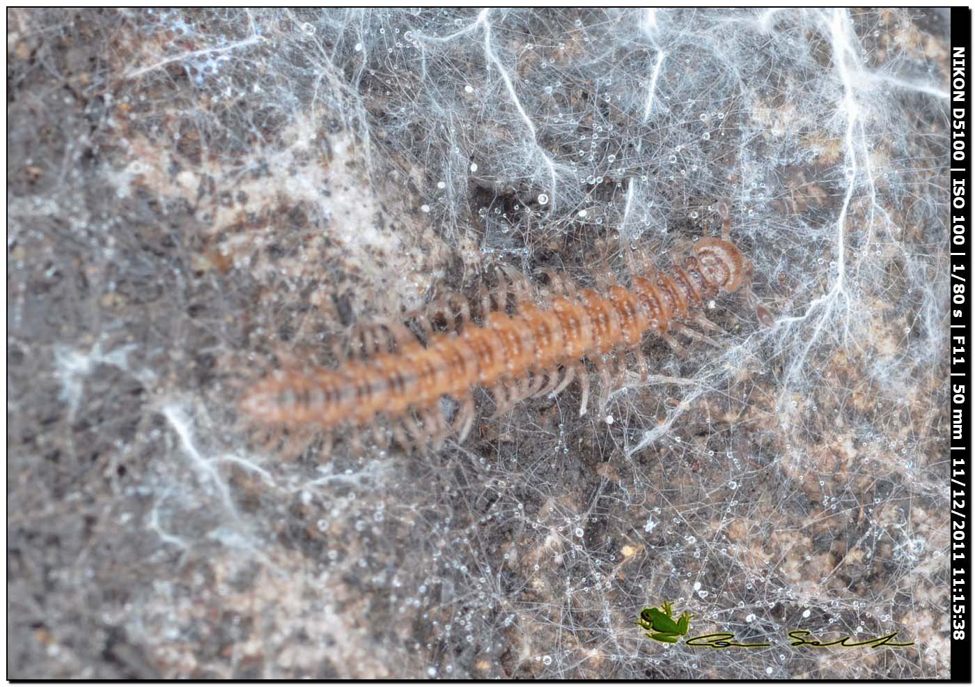 Polydesmus sp.