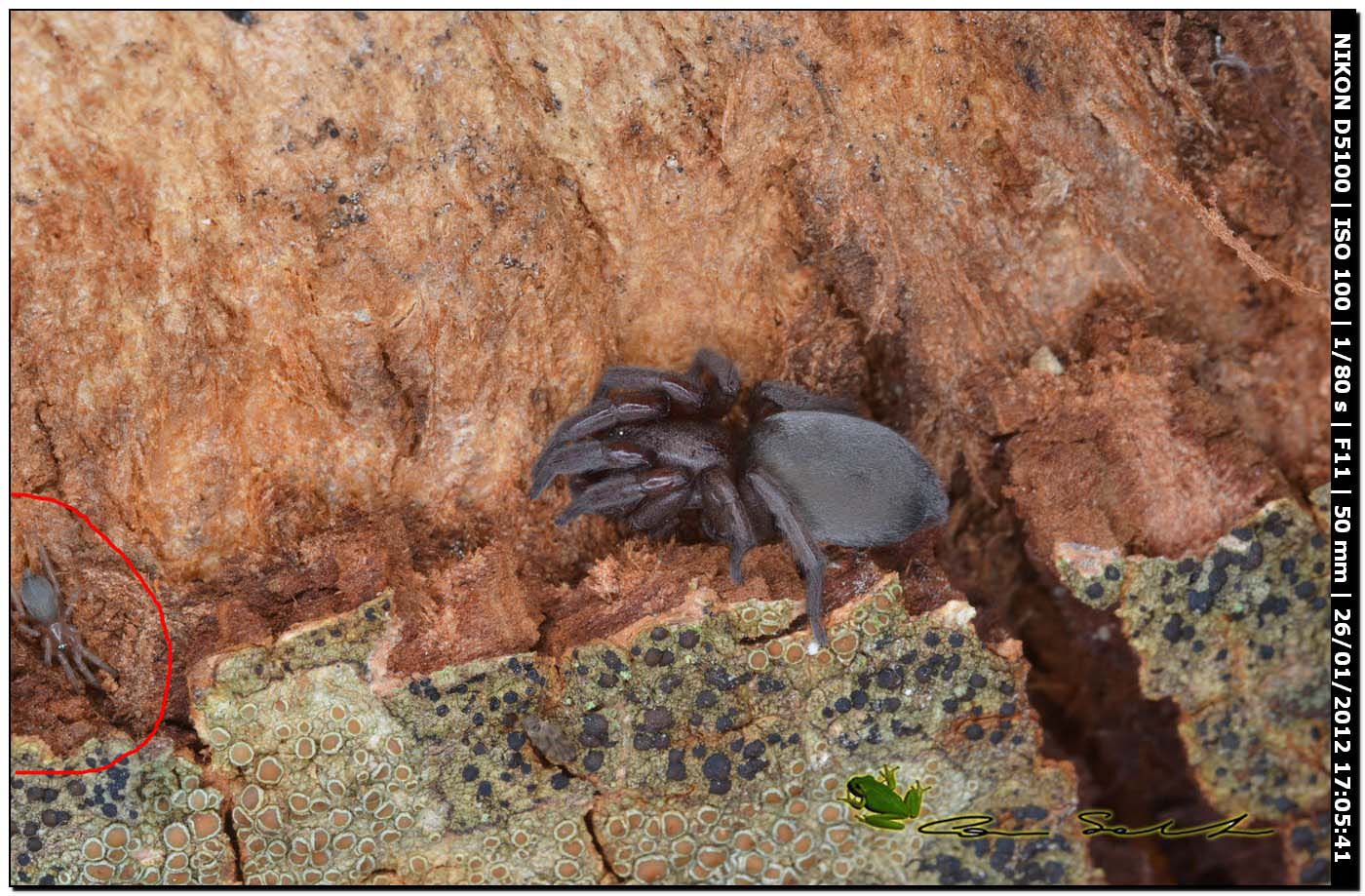 Scotophaeus cf. scutulatus