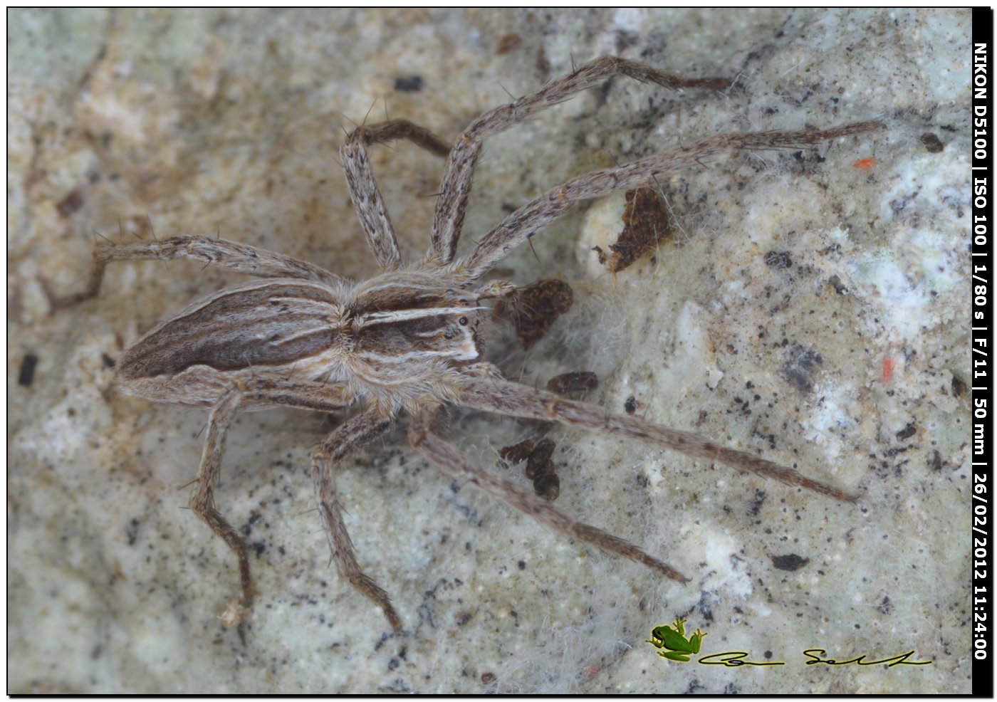 Pisaura sp.
