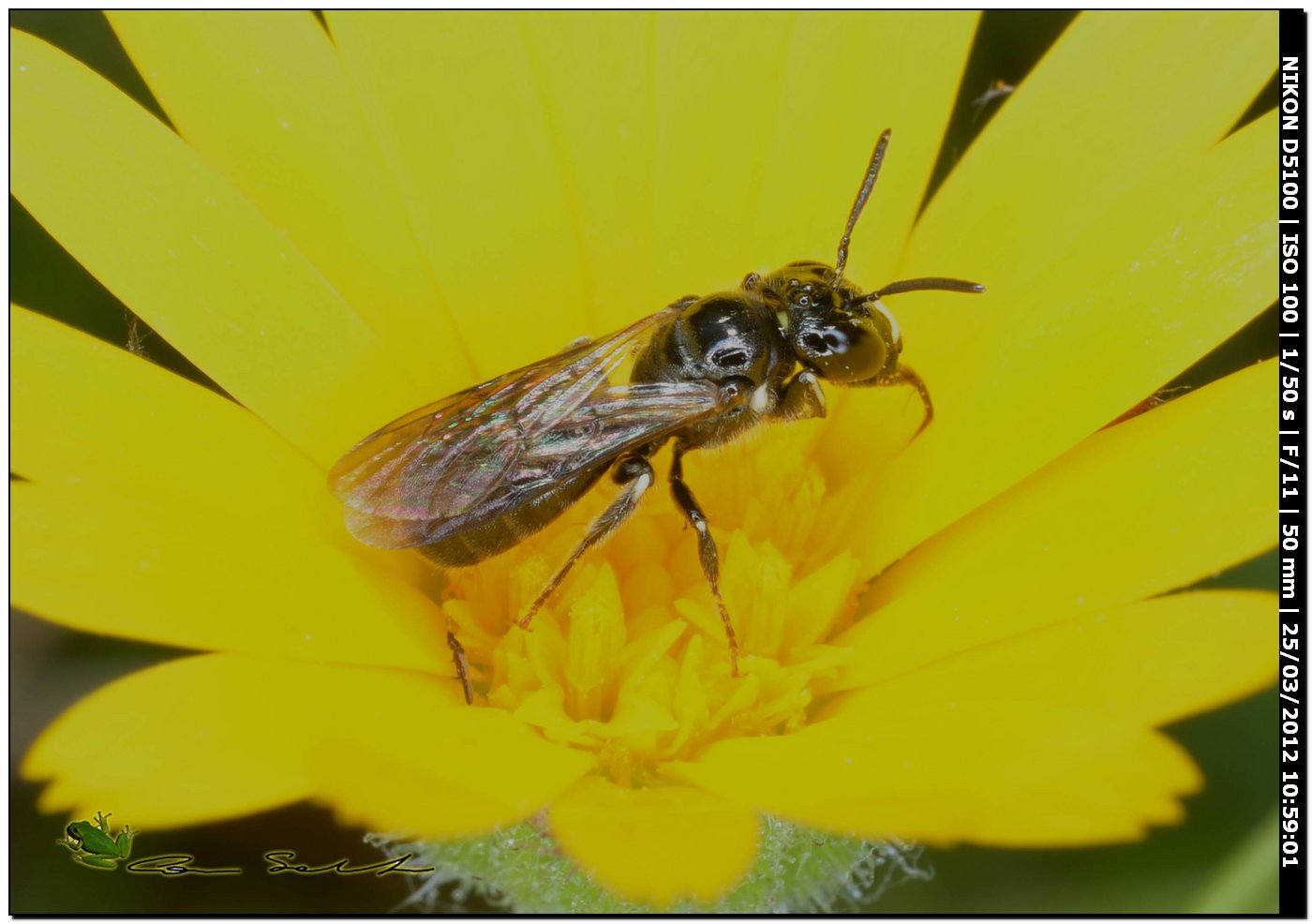 Apina da id.: Ceratina cucurbitina ♂ (Apidae)