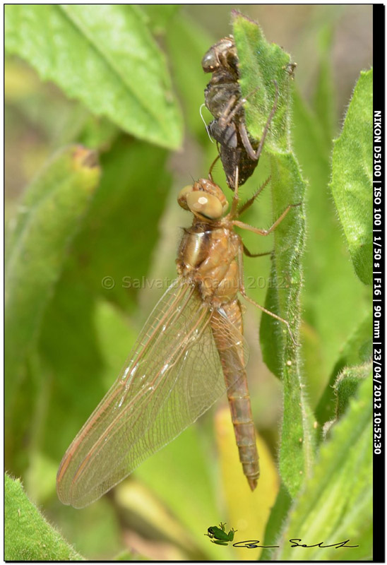 Crocothemis erythraea, metamorfosi