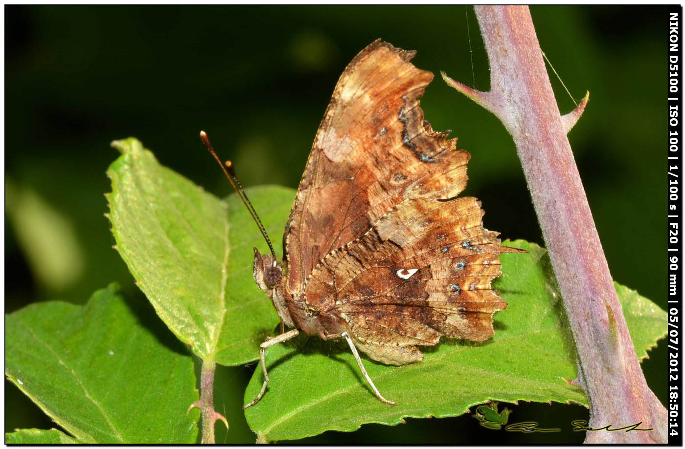 Polygonia c-album