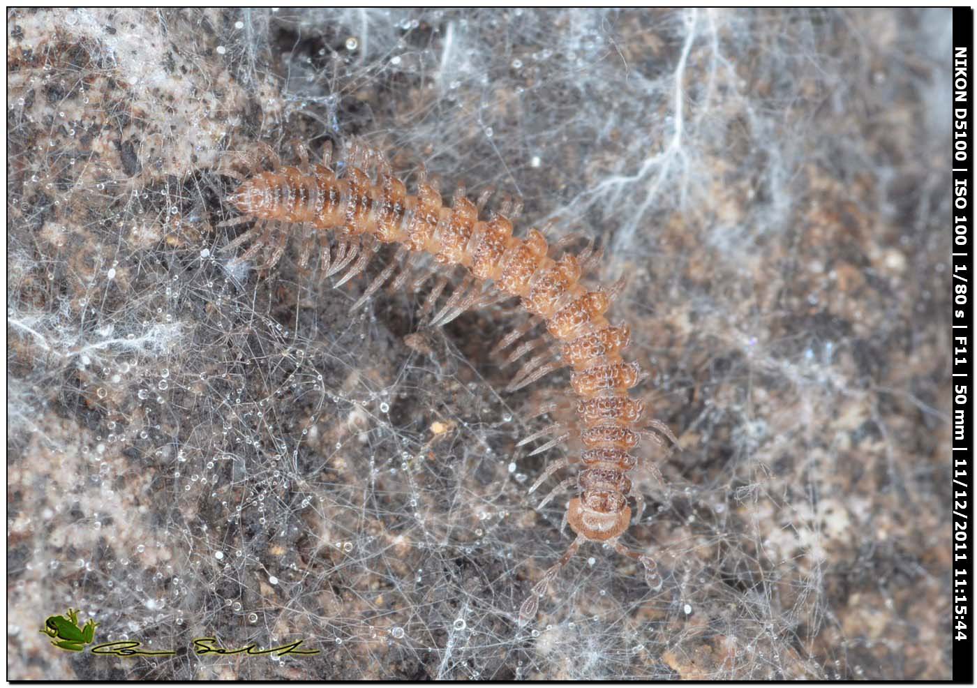 Polydesmus sp.