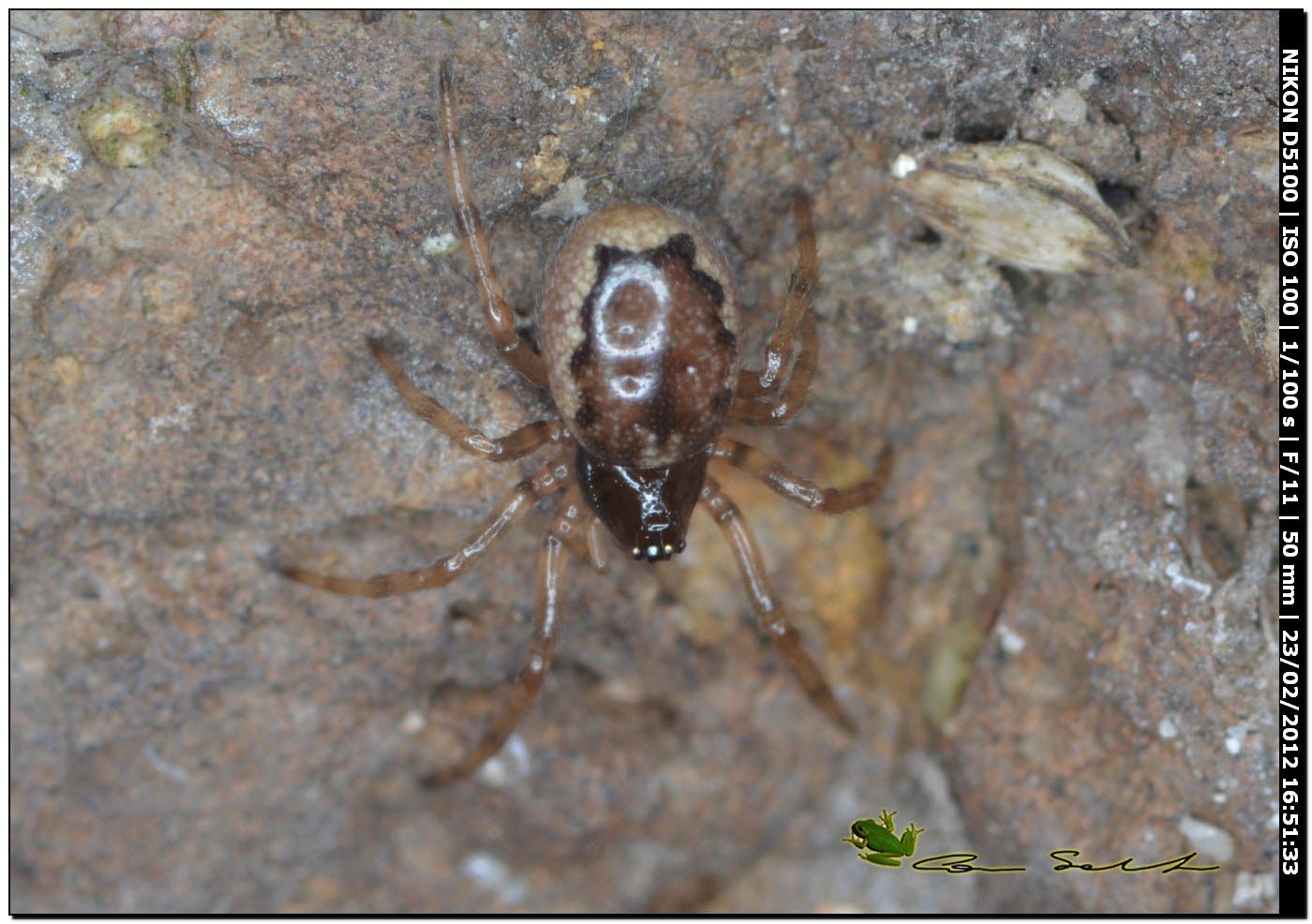 Enoplognatha sp.