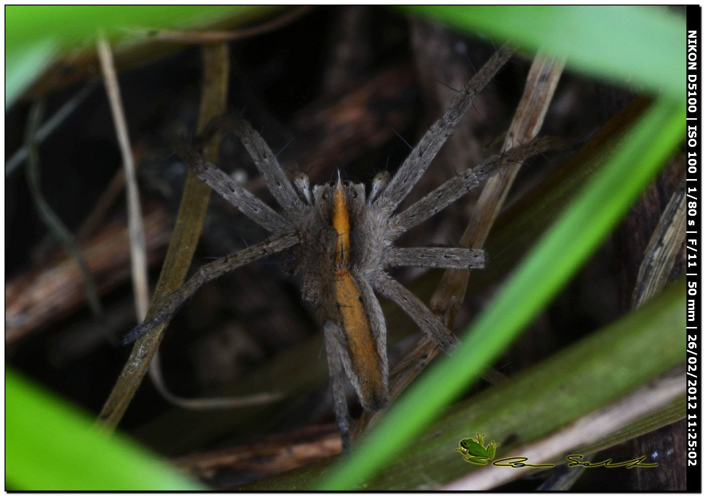 Pisaura sp.