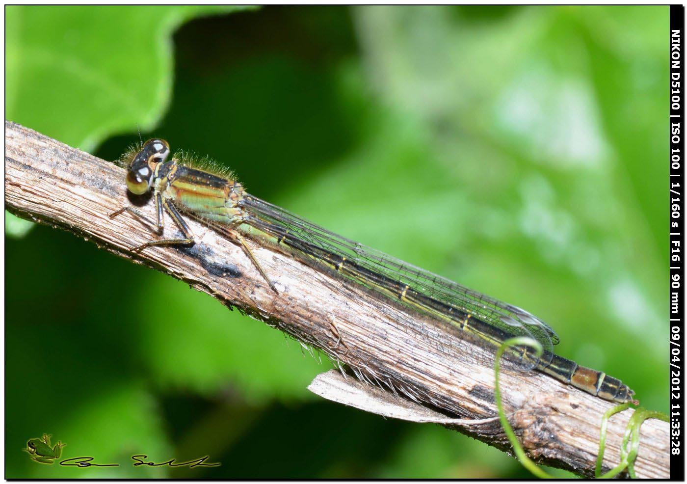 Ischnura genei