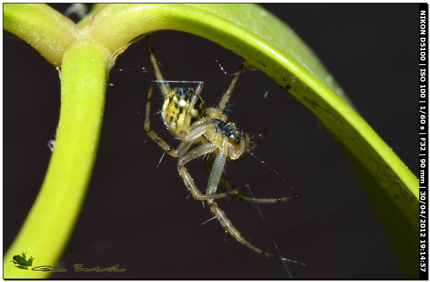Mangora acalypha