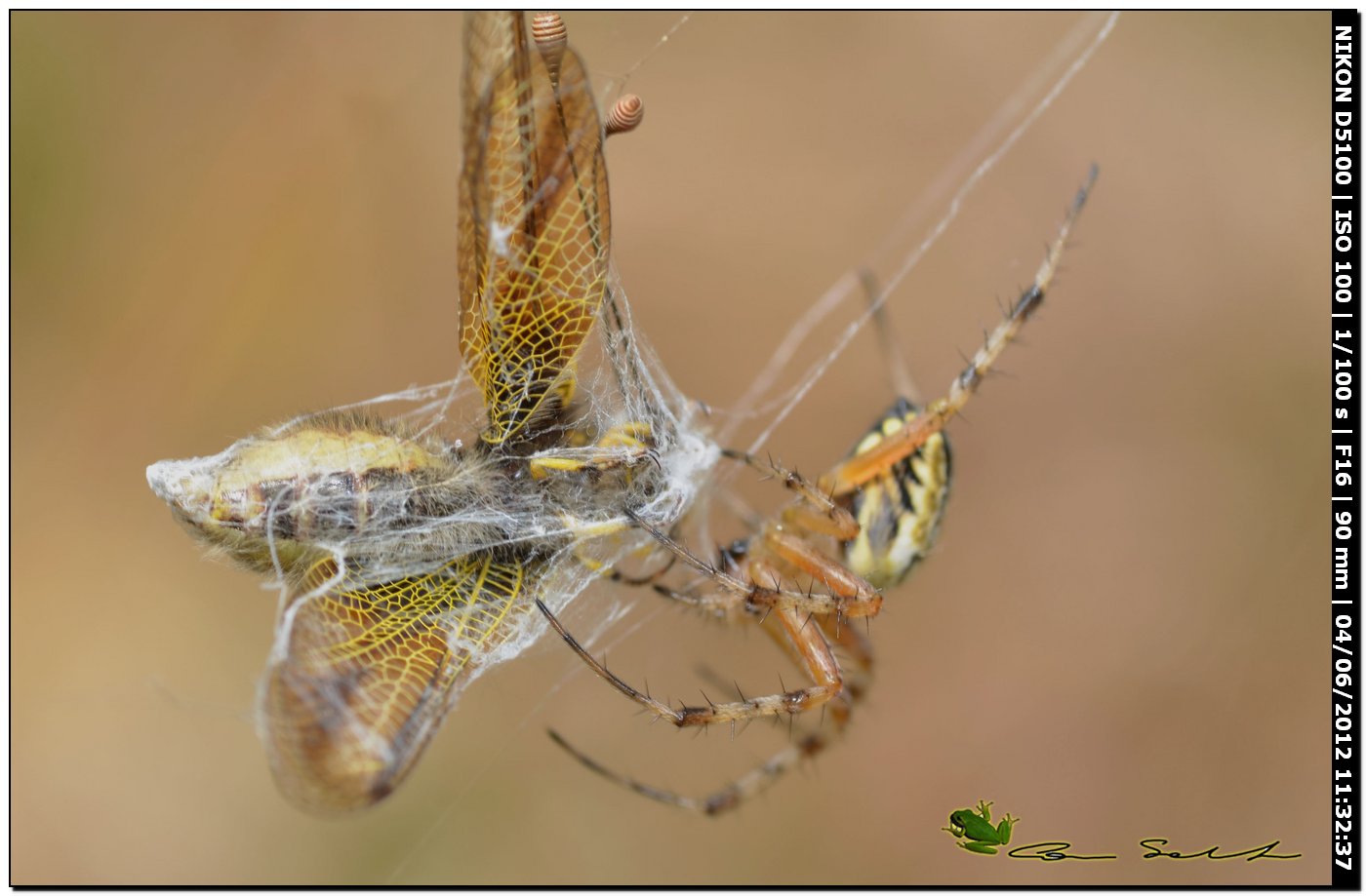 Neoscona adianta
