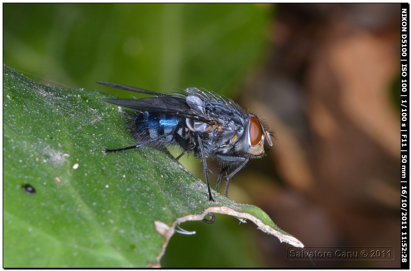 Calliphora vicina