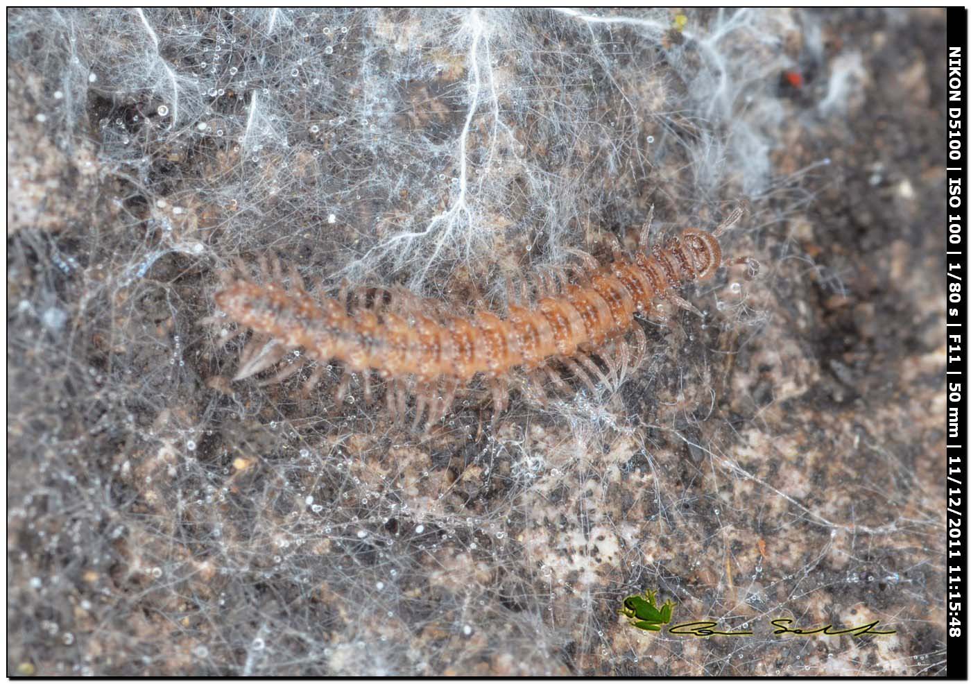 Polydesmus sp.