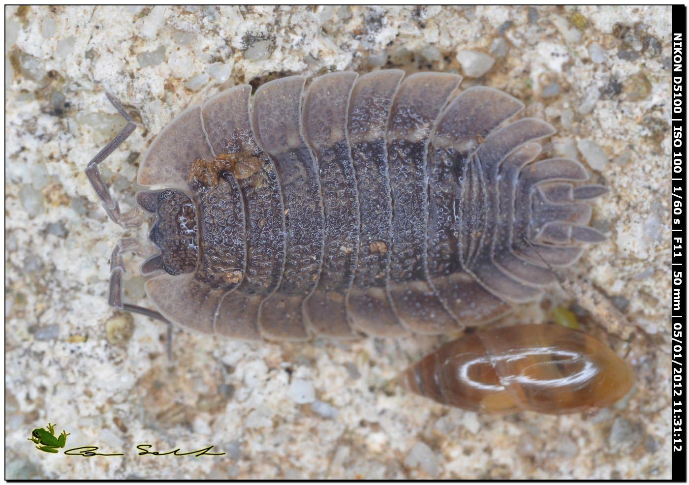 Isopoda Porcellionidae: Porcellio spatulatus