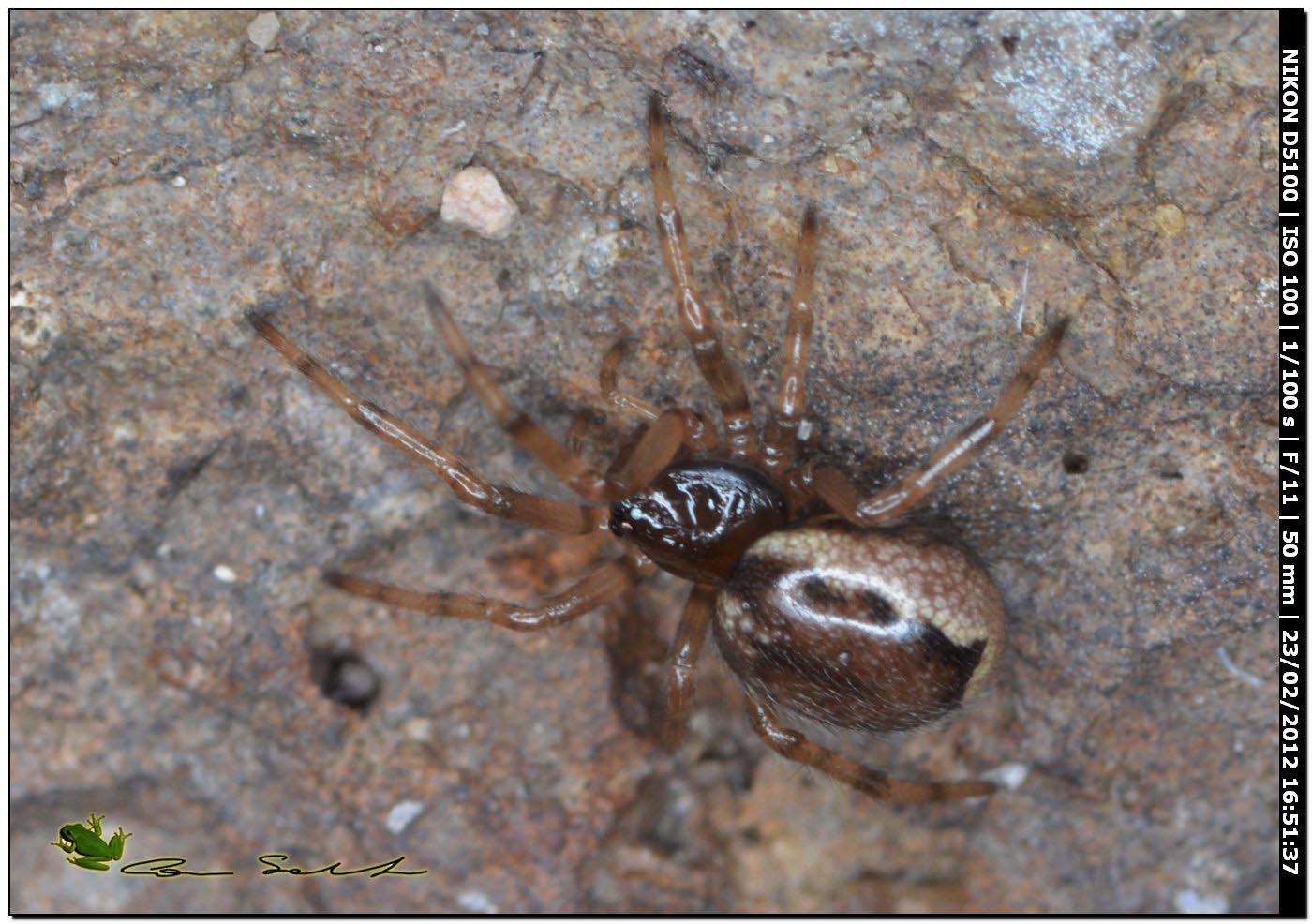 Enoplognatha sp.