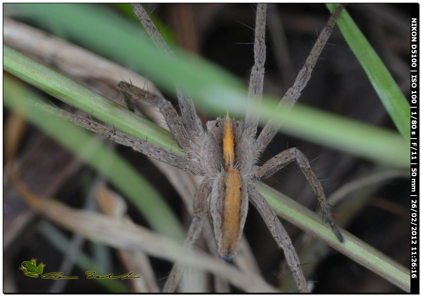 Pisaura sp.