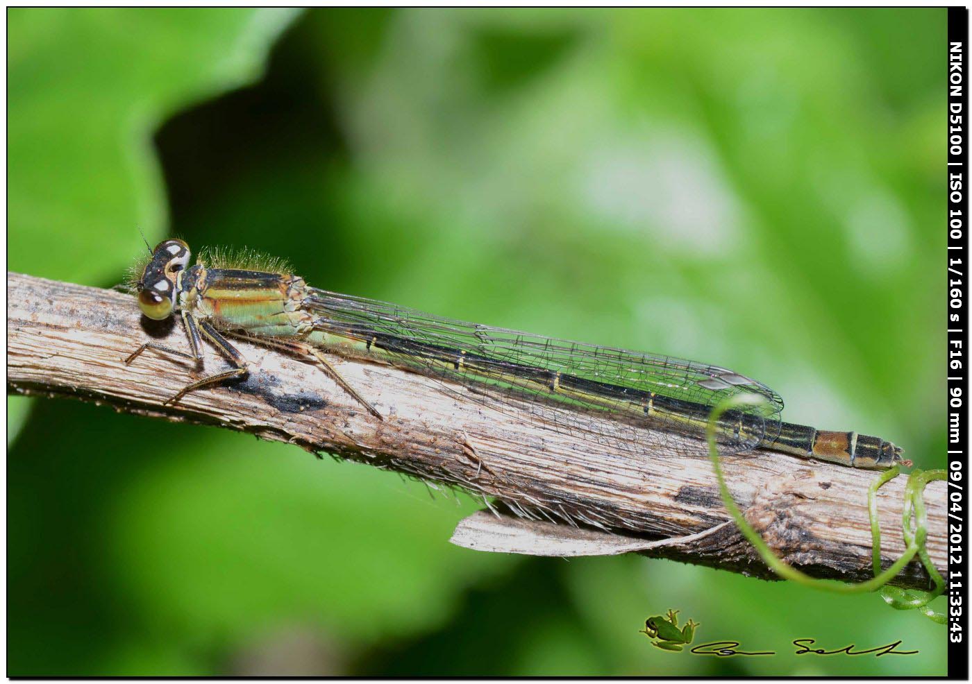 Ischnura genei