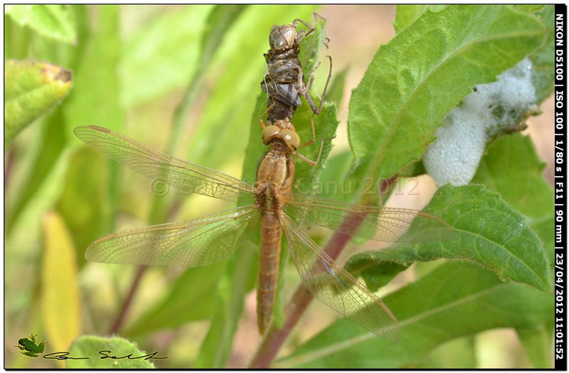 Crocothemis erythraea, metamorfosi