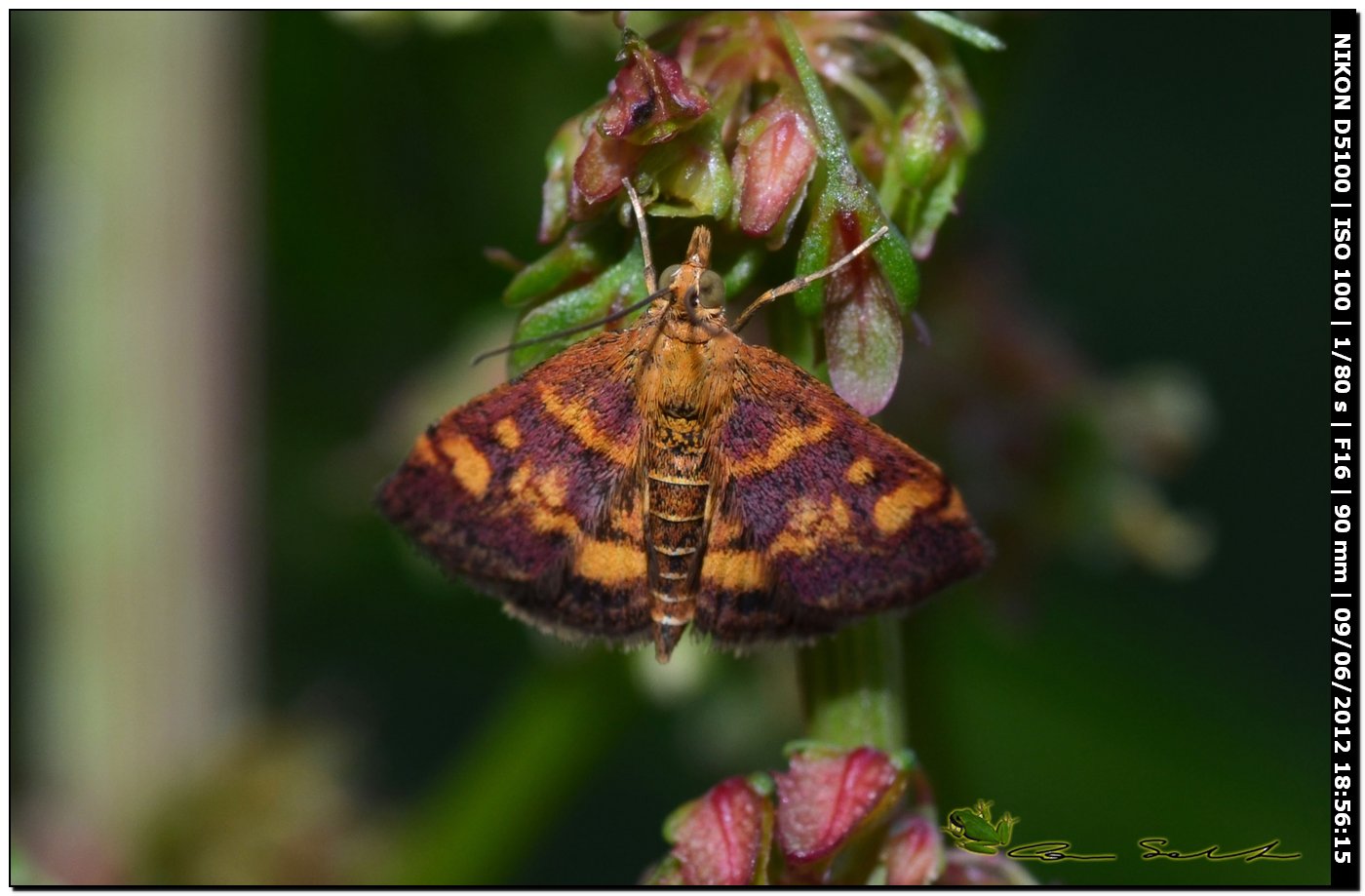 Da determinare - Pyrausta aurata (Scopoli, 1763)