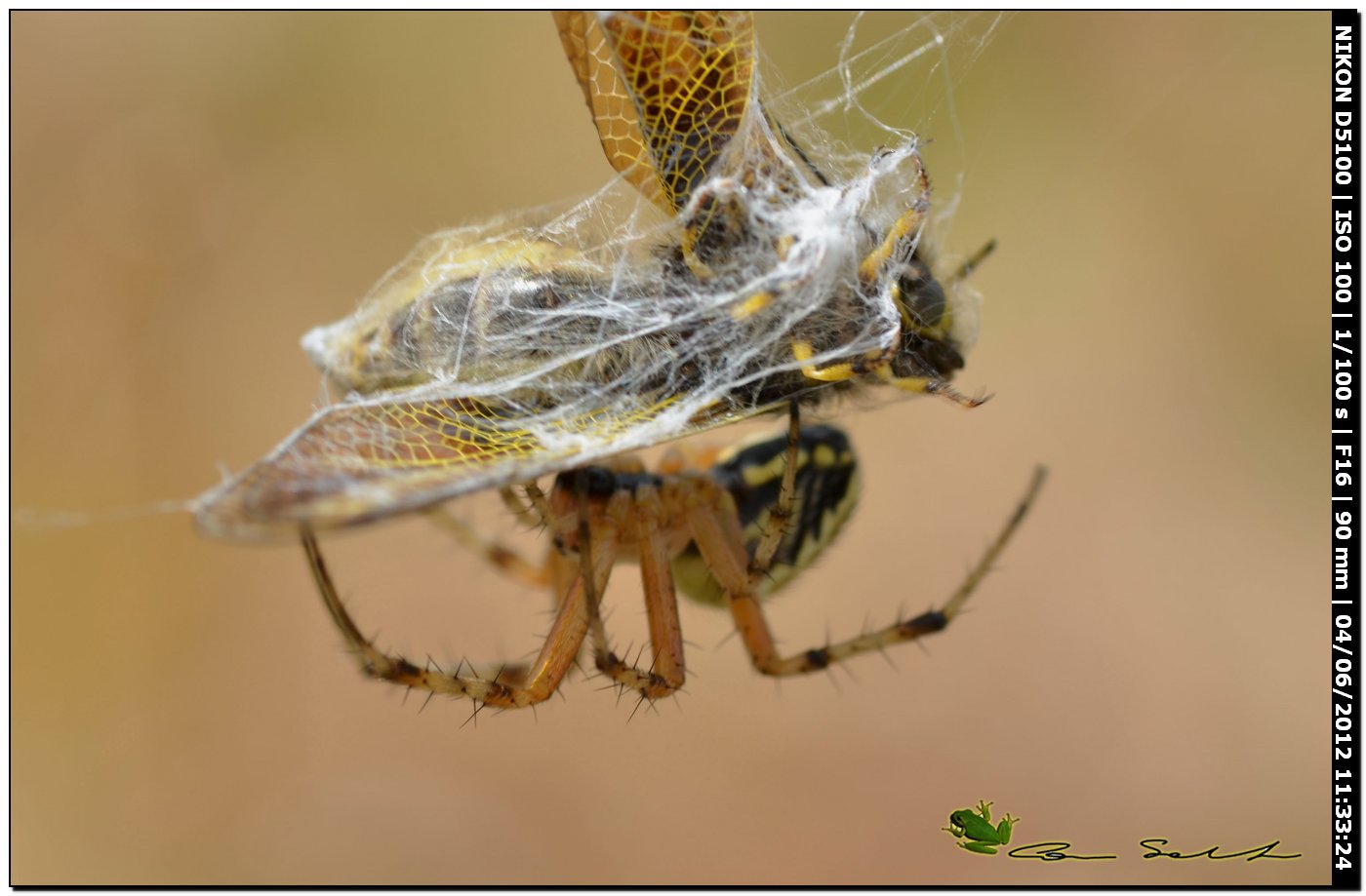 Neoscona adianta