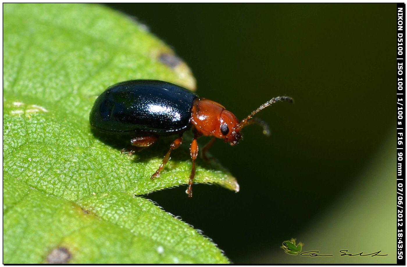 Chrysomelidae da id.