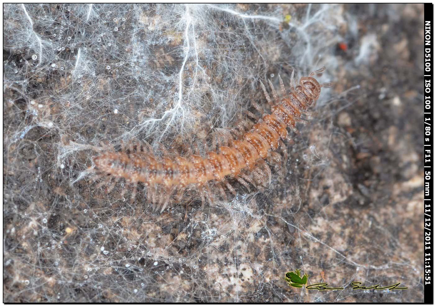 Polydesmus sp.