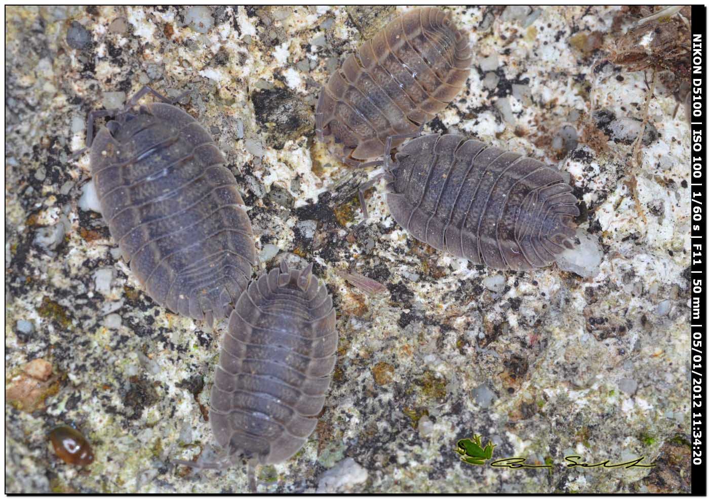 Isopoda Porcellionidae: Porcellio spatulatus