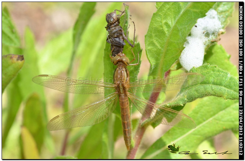 Crocothemis erythraea, metamorfosi