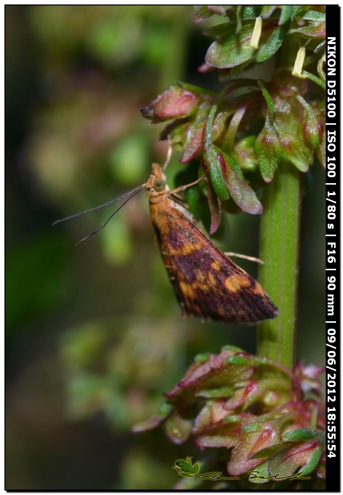 Da determinare - Pyrausta aurata (Scopoli, 1763)