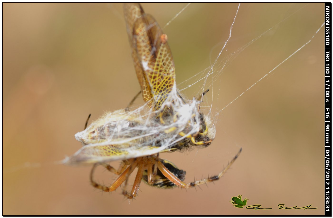 Neoscona adianta