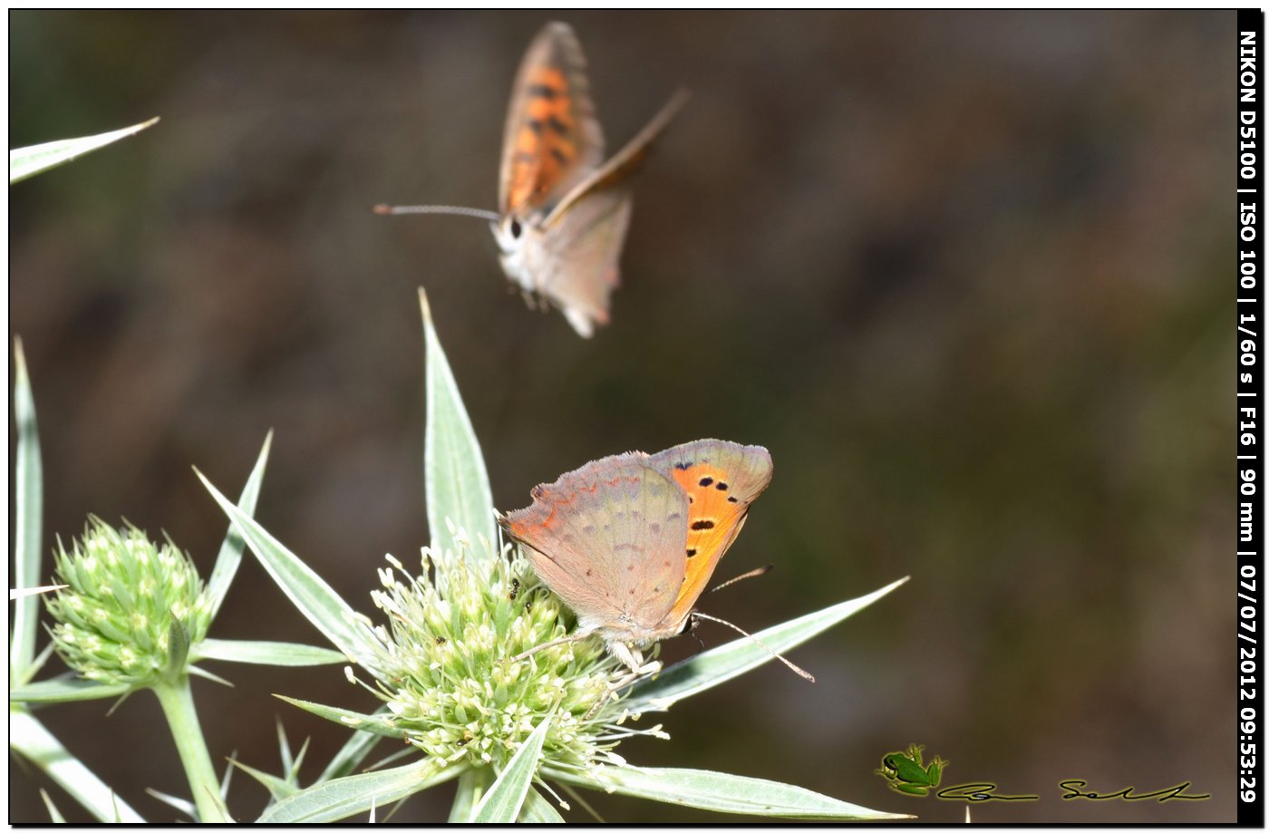 Lycaena phlaeas