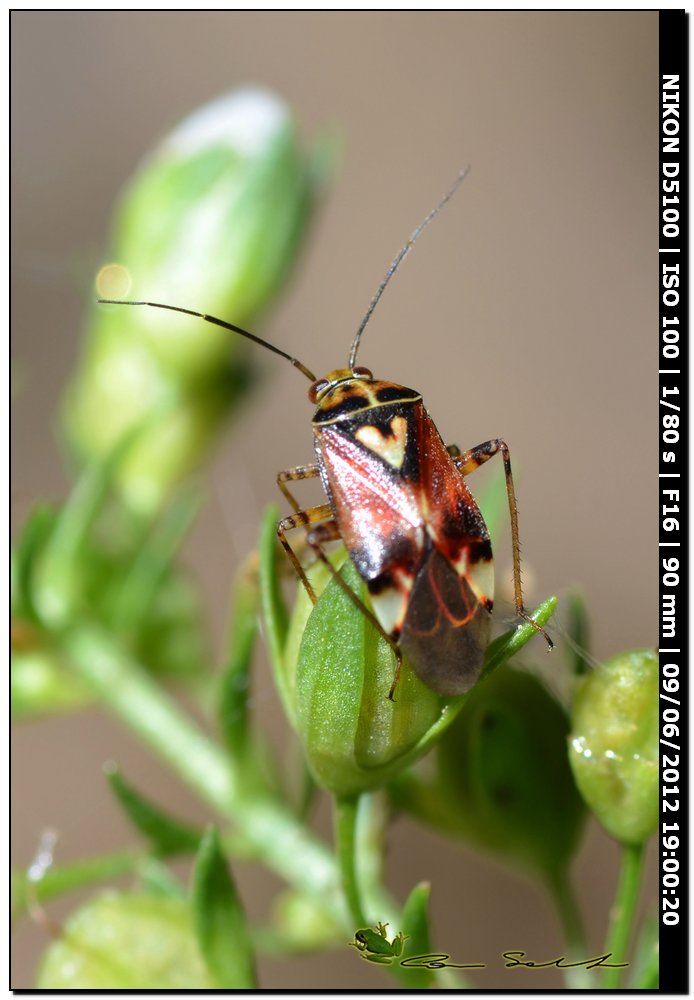 Miridae? Lygus cf pratensis della Sardegna