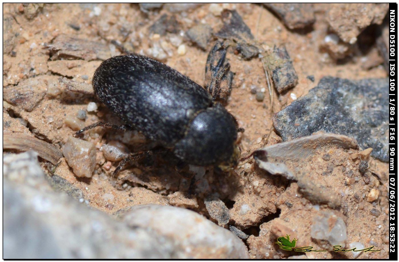 Piccolo coleottero da id.