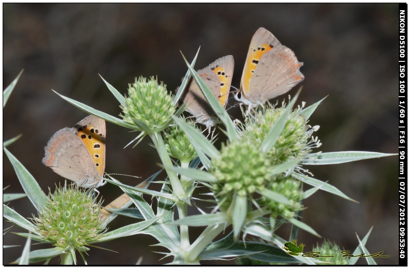 Lycaena phlaeas