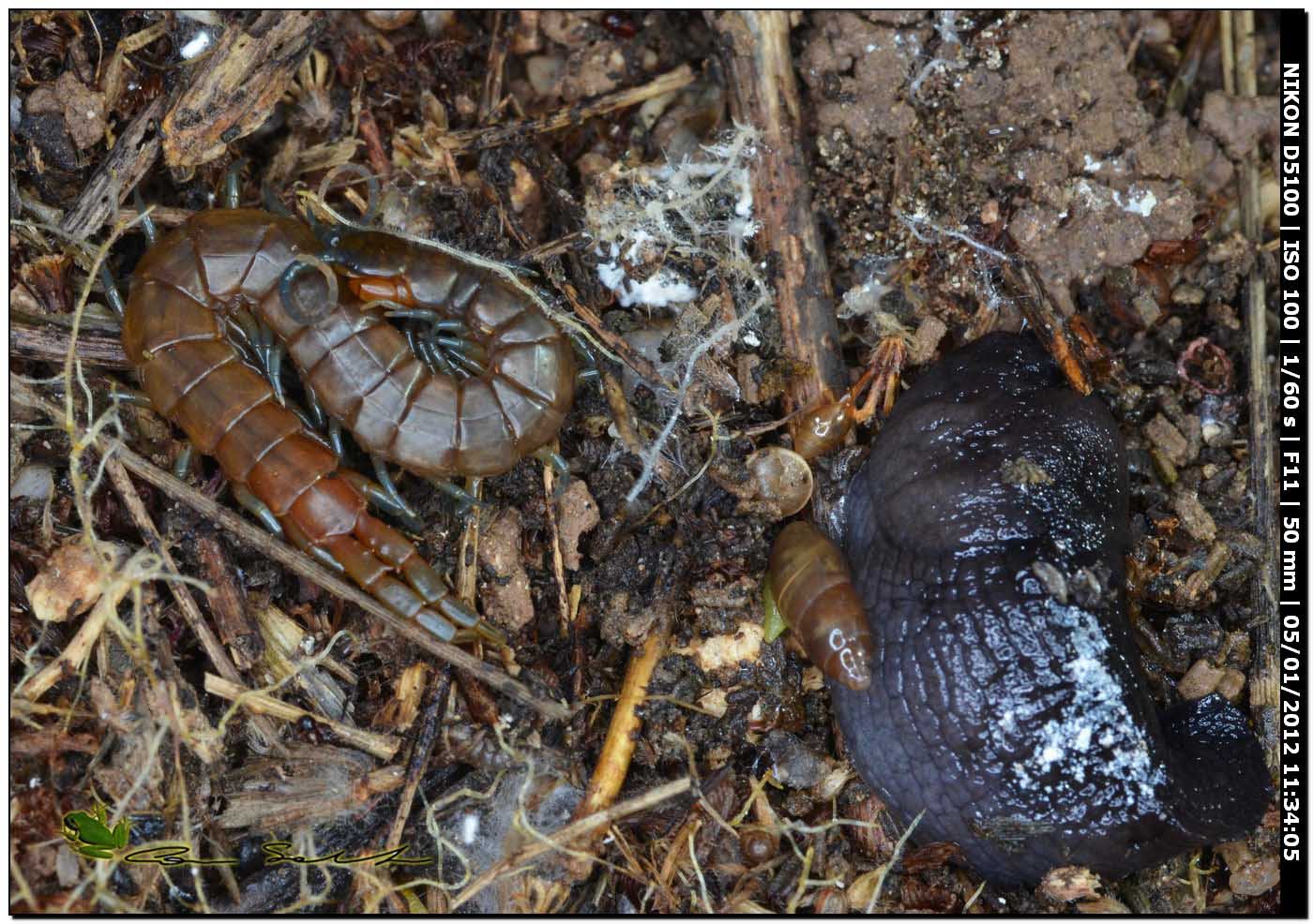 Scolopendra oraniensis