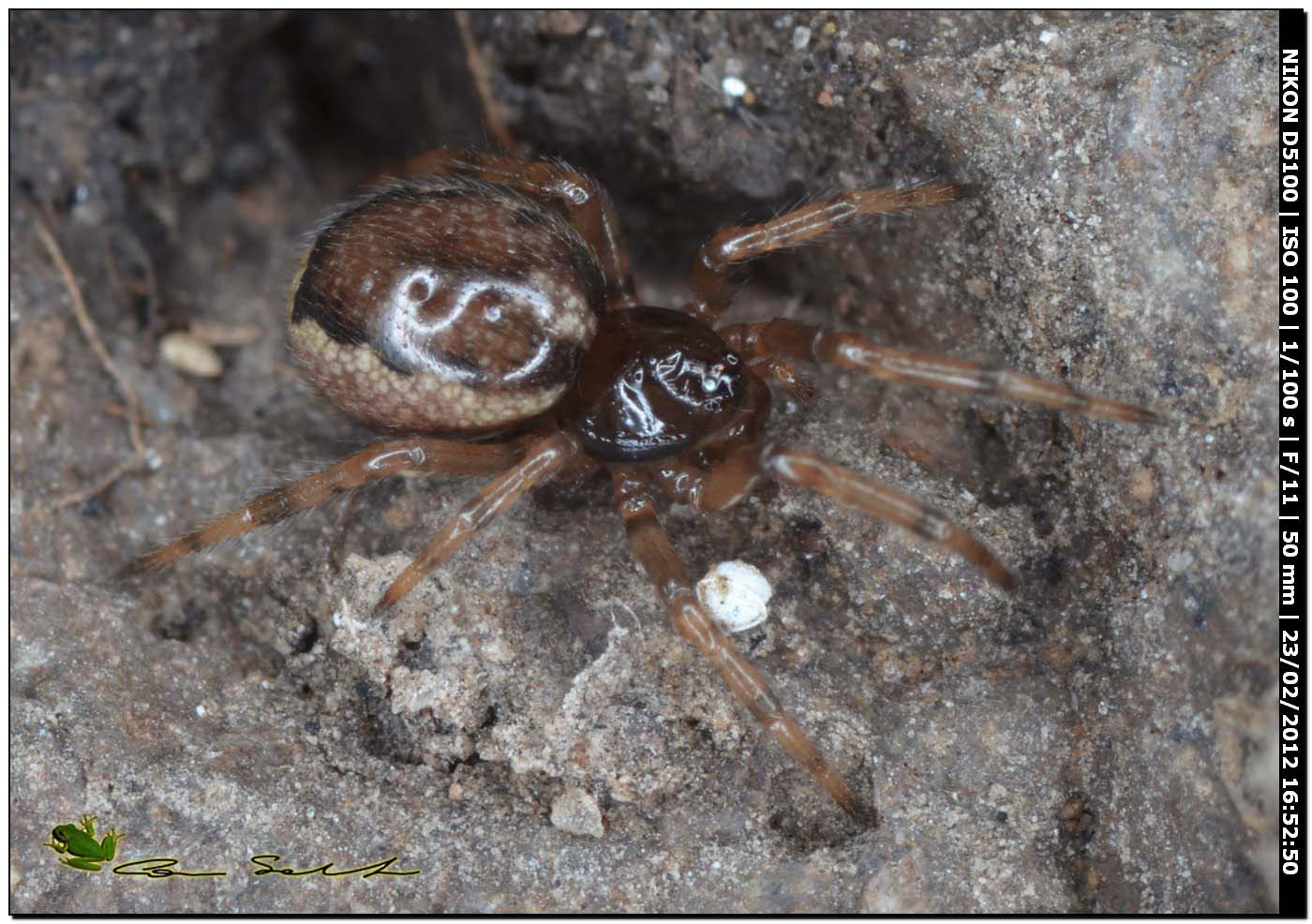 Enoplognatha sp.