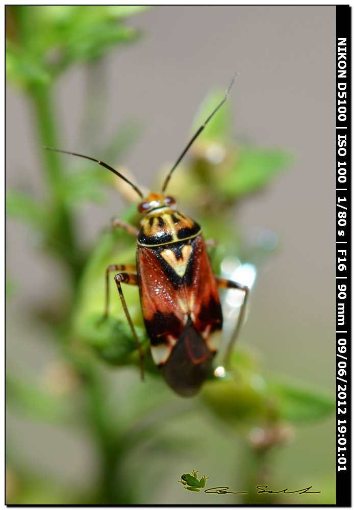 Miridae? Lygus cf pratensis della Sardegna