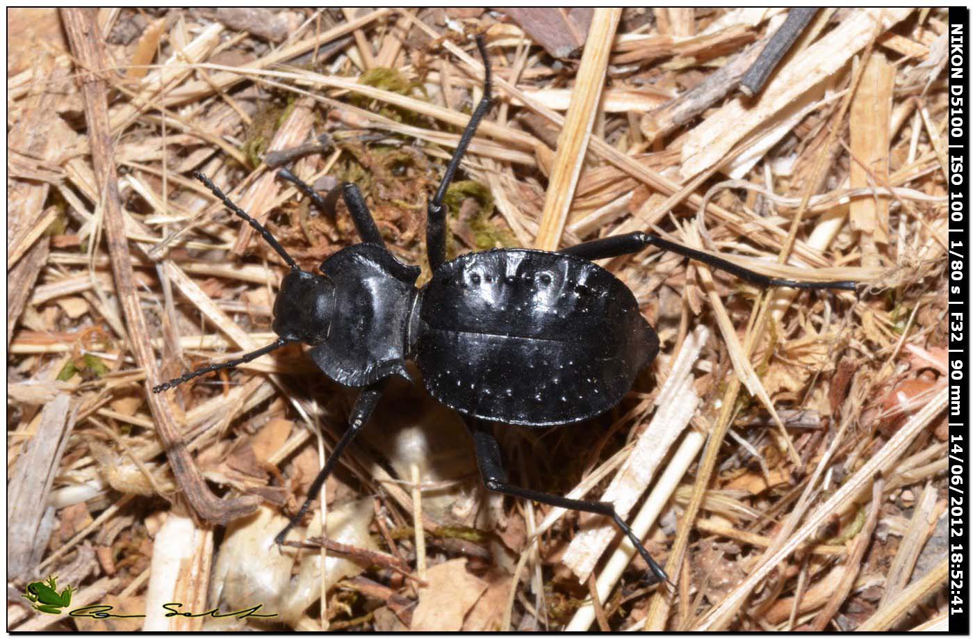 Akis bacarozzo, Tenebrionidae