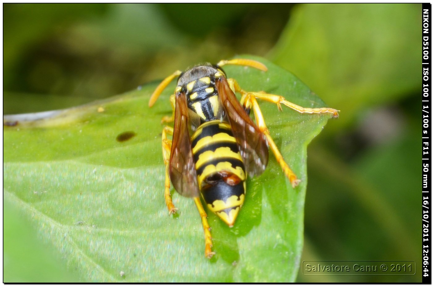 Polistes dominulus ♀ iperparassitato.